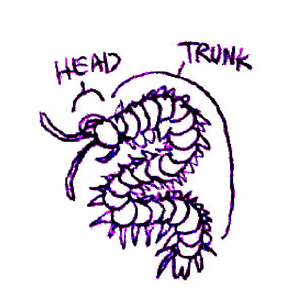 Drawing of a centipede, with arrows pointing at its head and trunk.
